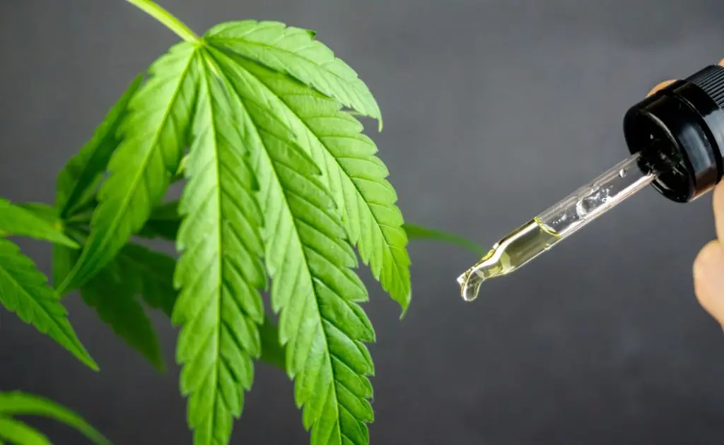 What is the Entourage Effect - FindHempCBD.com