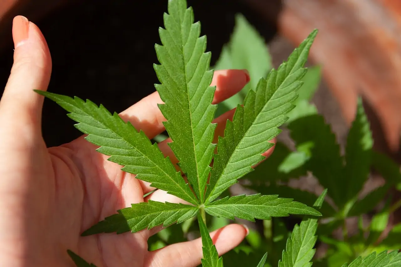 6 Potential Benefits of CBD Oil
