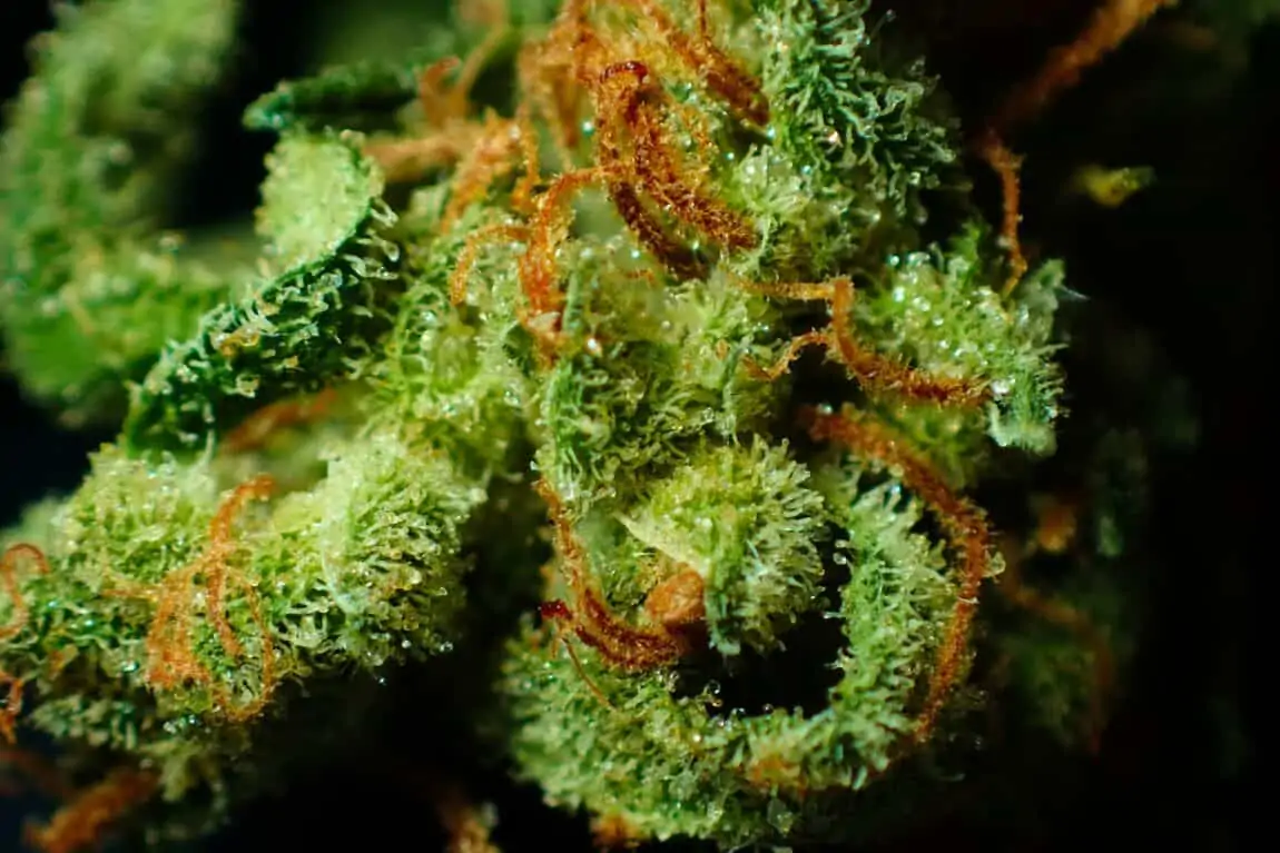 10 Factors that every Good Quality CBD Flower Should Have - FindHempCBD.com
