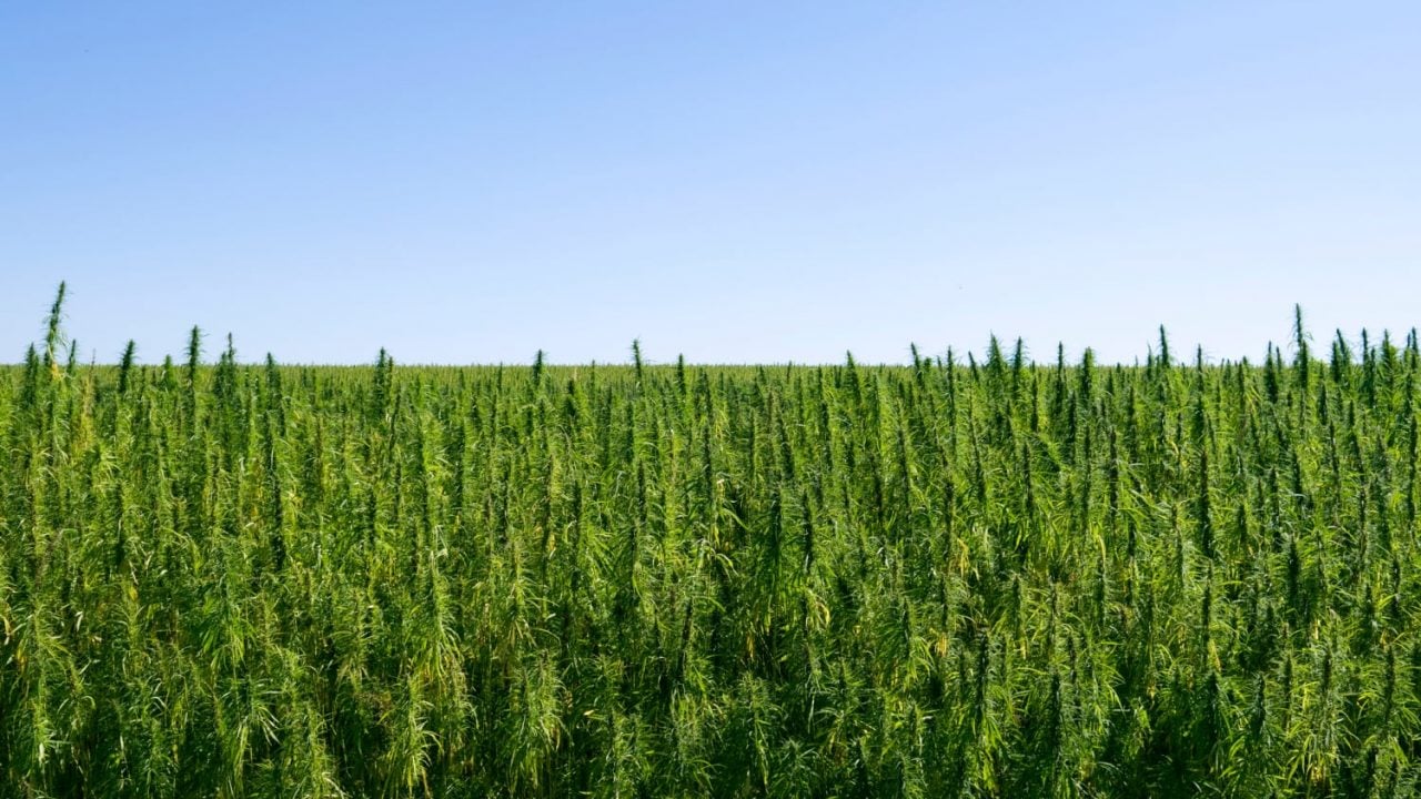 Contra-Costa-County-Halts-New-Hemp-Grows-While-Regulations-Are-Created.jpg