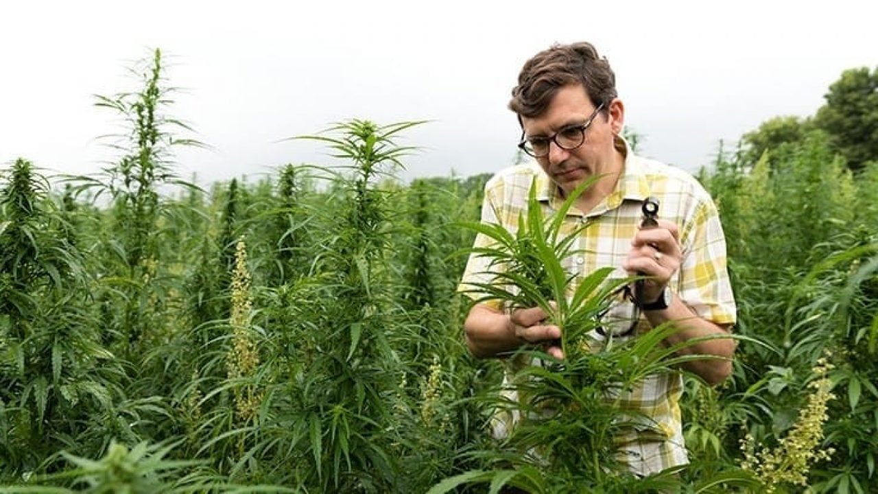 Researchers-Develop-Test-to-Determine-Cannabinoid-Dominance-in-Cannabis.jpg